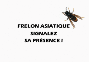 FRELON ASIATIQUE